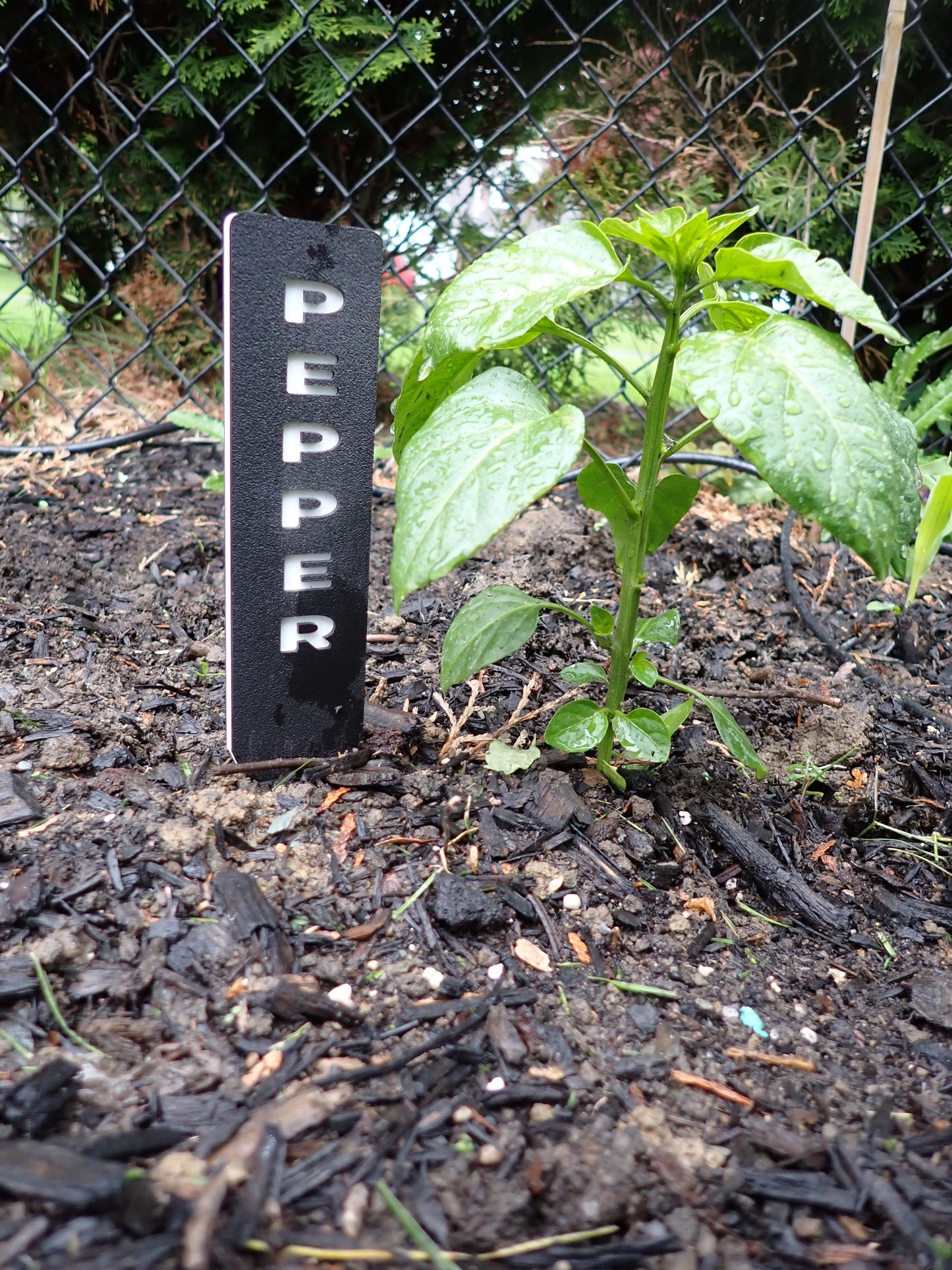 Modern HDPE Herb Garden Marker Set – Weatherproof Plant Labels (Set of 5)