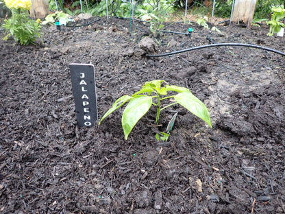 Modern HDPE Herb Garden Marker Set – Weatherproof Plant Labels (Set of 5)